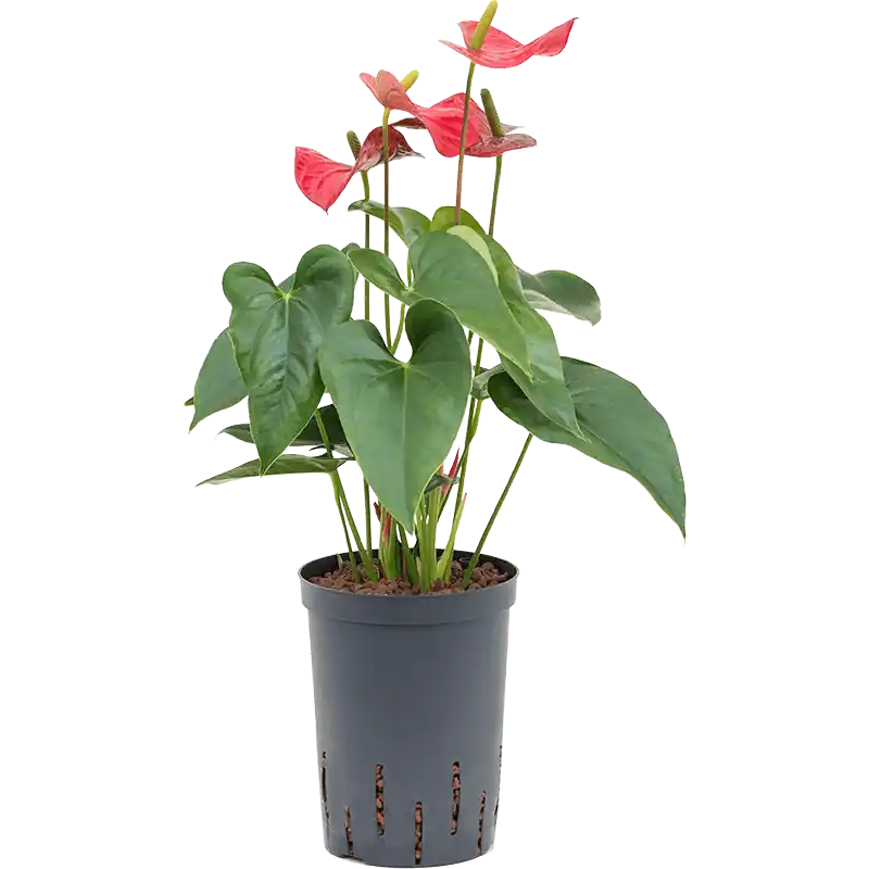 Anthurium Sierra | Nieuw in de shop