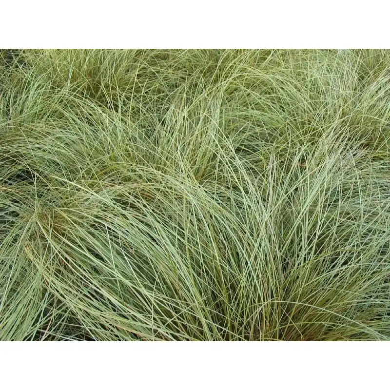 Carex Bronze Form - Scherpe prijs