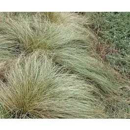 Carex Frosted Curls | Prijs verlaagd