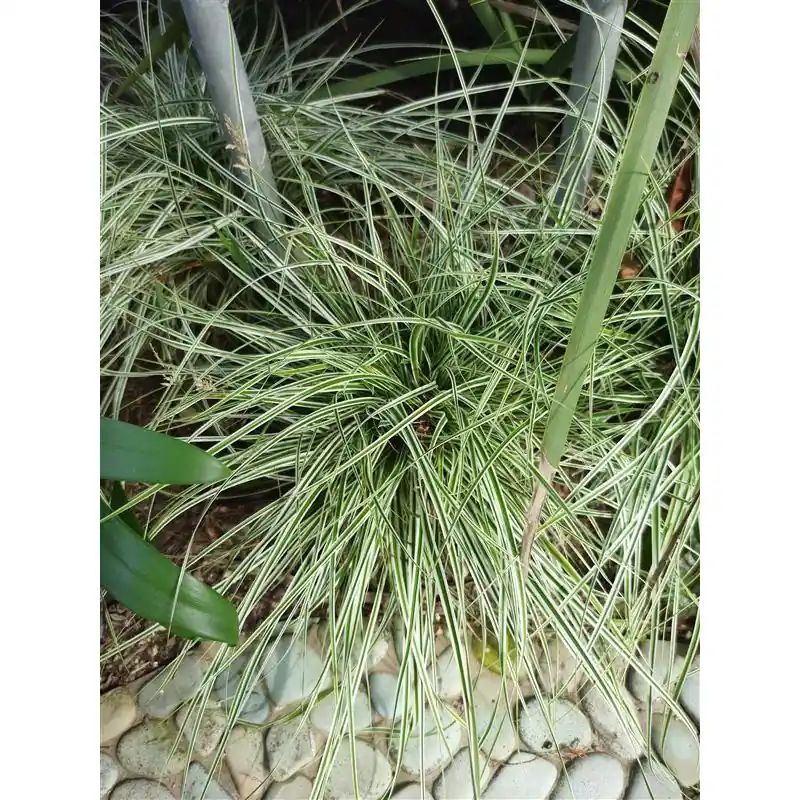 Flitsaanbieding - Carex Everest