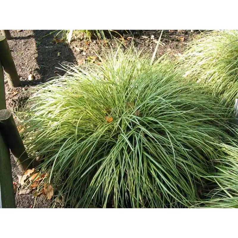 Carex Evergold - Veilige betaling