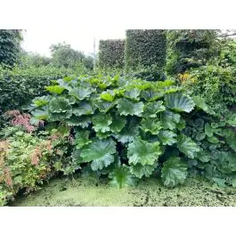 Darmera peltata - Tijdelijke aanbieding