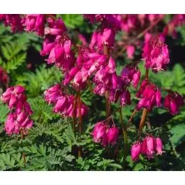 Dicentra Luxuriant | Nieuw product