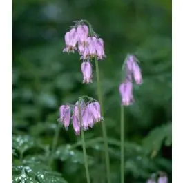 Nu beschikbaar - Dicentra formosa