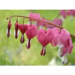 Dicentra spectabilis | Fabrieksprijs
