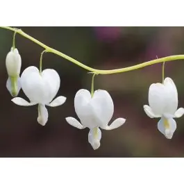 Dicentra Alba - Bestel vandaag