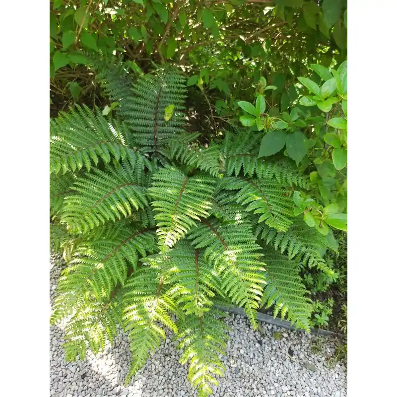 Dryopteris erythrosora - Bespaar nu