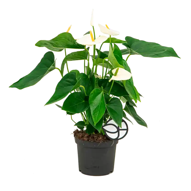 Outlet - Anthurium wit