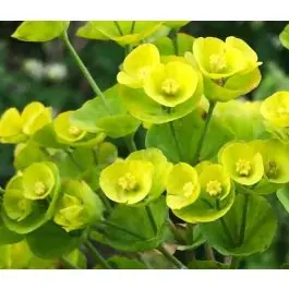 Euphorbia Red Wing - Eenvoudig retourneren