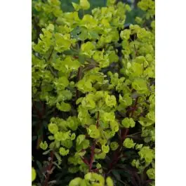 Nieuw product - Euphorbia Purpurea