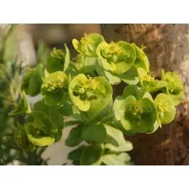 Euphorbia Robbiae - Laatste dagen