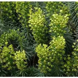 Populair - Euphorbia wulfenii