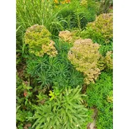 Nu beschikbaar - Euphorbia martinii
