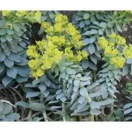 Euphorbia myrsinites | Veel gevraagd