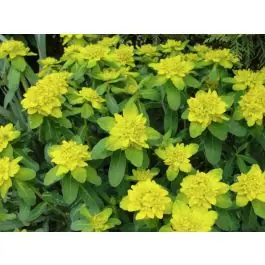 Op = op | Euphorbia polychroma