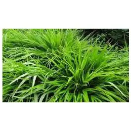 Hakonechloa macra | Veel voordeel
