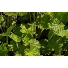 Heuchera villosa macrorrhiza - Tijdelijke actie