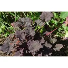 Lage prijs - Heuchera Binoche