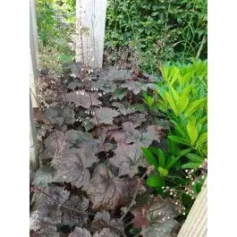 Heuchera Blackout | Voordeelprijs