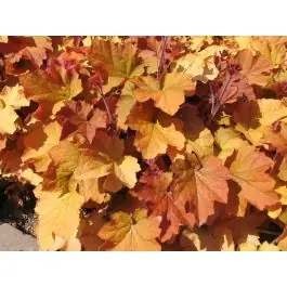 Premiumkwaliteit - Heuchera Caramel