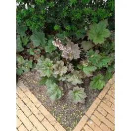 Heuchera Rachel - Topproduct