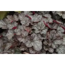 Prijs verlaagd - Heuchera Regina