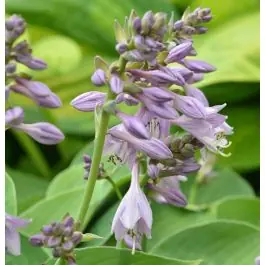 Hosta Sum and Substance | Op voorraad