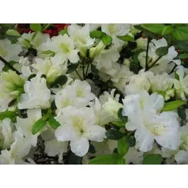 Rhododendron Pleasant White - Lage prijs