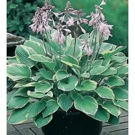 Hosta Aureomarginata - Extra korting