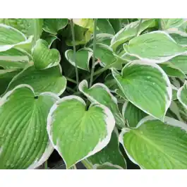 Hosta Francee - Bestel vandaag