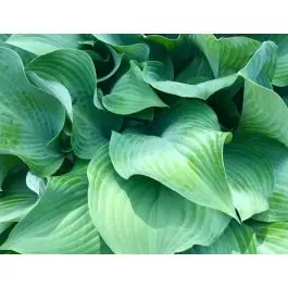 Hosta Elegans - Topproduct