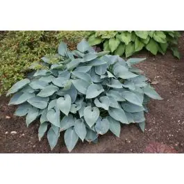 Voordeelprijs - Hosta Halcyon