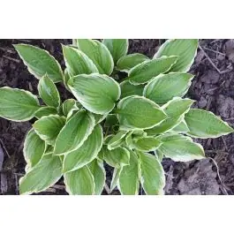 Opruiming - Hosta Albomarginata