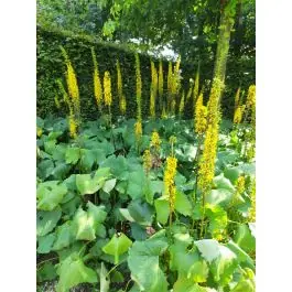 Ligularia The Rocket | Dagdeal