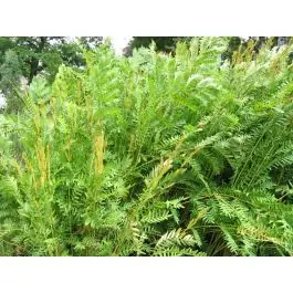 Osmunda Purpurascens - Prijs verlaagd