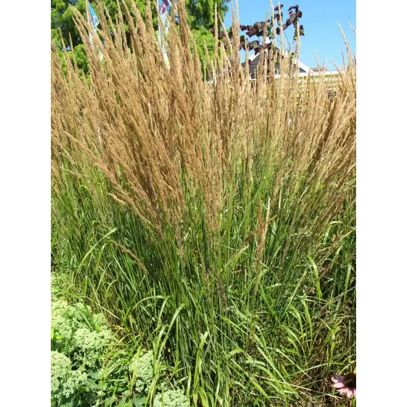 Veilig betalen - Calamagrostis Karl Foerster