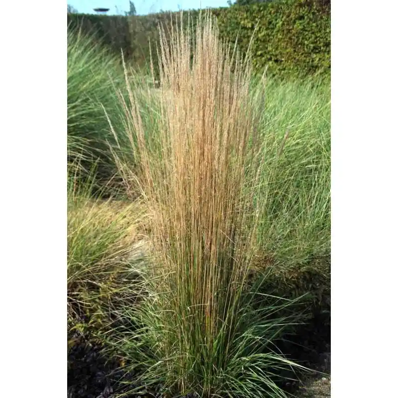 Calamagrostis Overdam - Deal