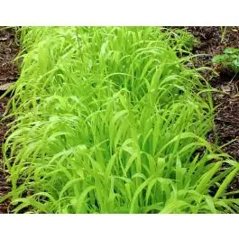 Voordelig - Carex Aurea
