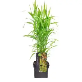 Chasmanthium latifolium | Lage prijs