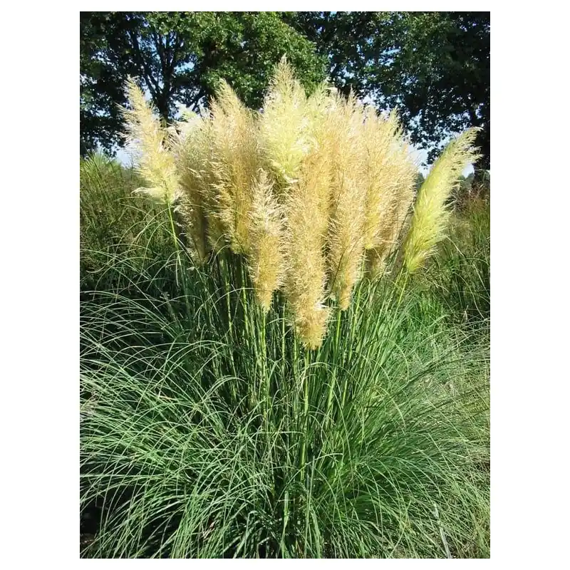 Bestel vandaag - Cortaderia Pumila