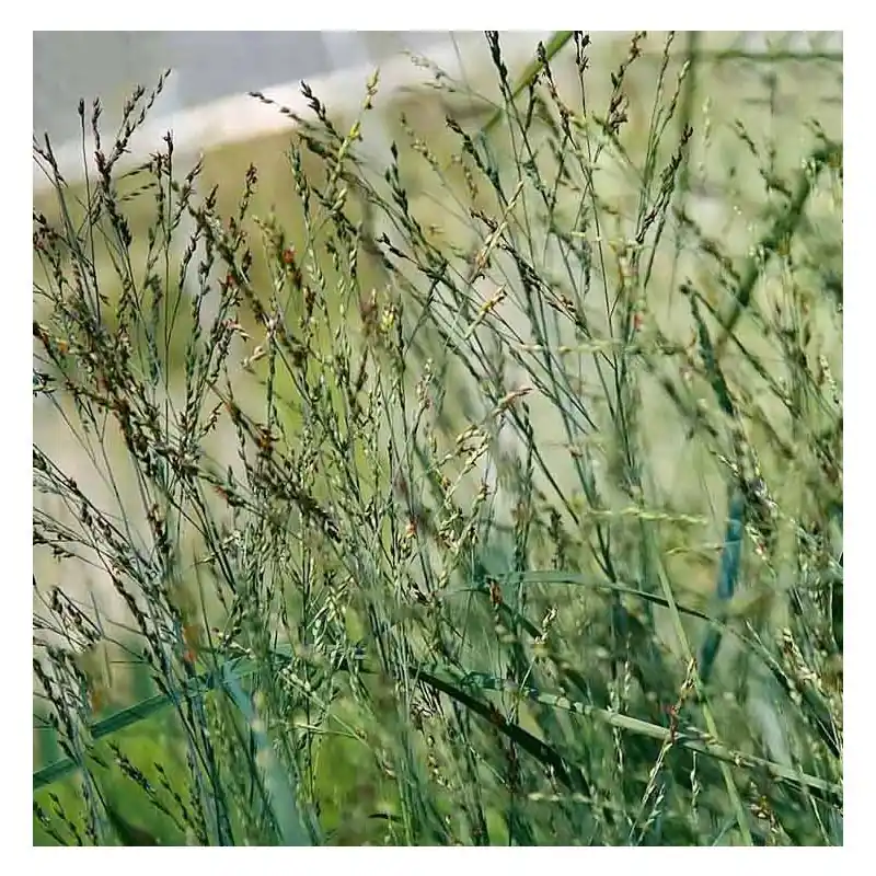 Panicum Heavy Metal | Populair bij klanten