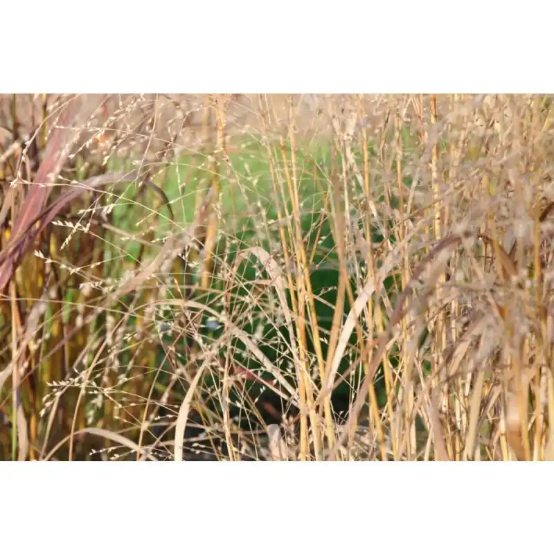 Hoge kwaliteit | Panicum Rehbraun