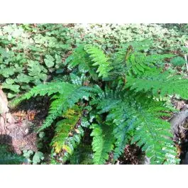 Polystichum polyblepharum - Topprijs