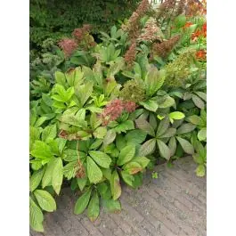 Superprijs - Rodgersia aesculifolia