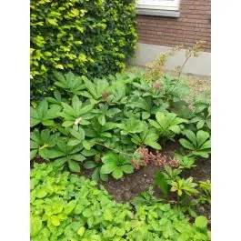 Zojuist toegevoegd - Rodgersia pinnata