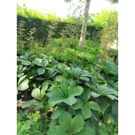 Rodgersia sambucifolia - Beperkte voorraad
