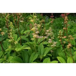 Laatste kans - Rodgersia henrici