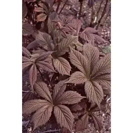 Rodgersia Chocolate Wings - Bestel vandaag
