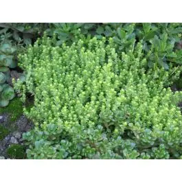 Sedum Elegans - Koopje