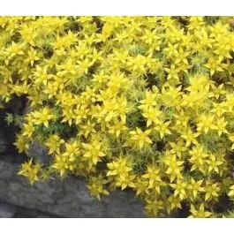 Sedum Yellow Queen | Nog maar een paar beschikbaar